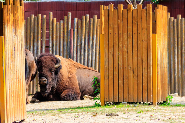 Αμερικανικός βίσωνας (Bison bison), επίσης γνωστός ως βουβάλι σε μάντρα στο Farmyard - Φωτογραφία, εικόνα