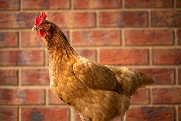 An egg laying free range Isa Brown Chicken with red bricks in the back ground - Photo, Image