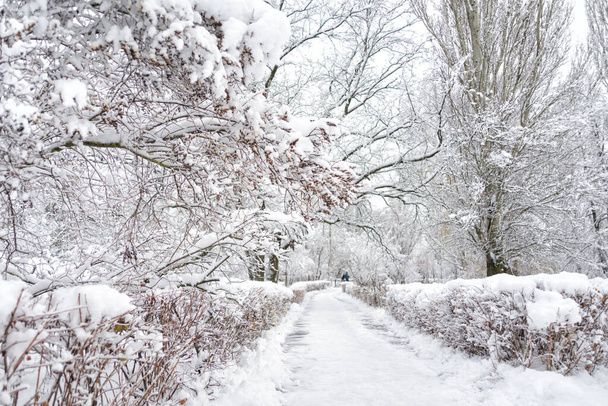 Snow-covered alley in a snowy winter park with snowfall - Photo, image