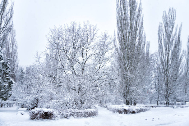 Зимовий парк зі засніженими алеями в похмурий ранок
 - Фото, зображення