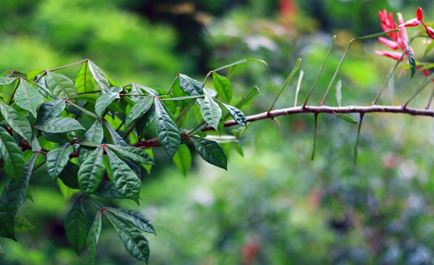 Amargo nebo genteng peujit rostlina v zahradě. Také známý jako Quassia amara. - Fotografie, Obrázek