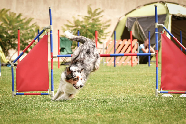 Czarno-biały Border Collie biegnie wyścig na czeskiej zwinności konkurencji. zawody zwinności w parku dla psów Ratenice - Zdjęcie, obraz