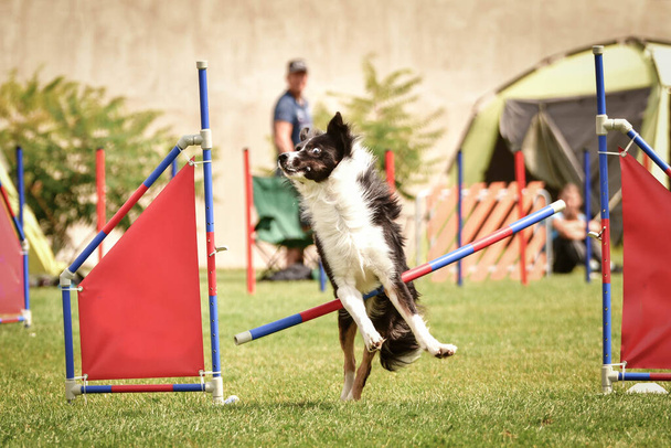 Ένας σκύλος συνορεύει με τον Κόλι και πηδάει πάνω από τα εμπόδια. Καταπληκτική μέρα στο διαγωνισμό ευκινησίας της Τσεχίας. - Φωτογραφία, εικόνα