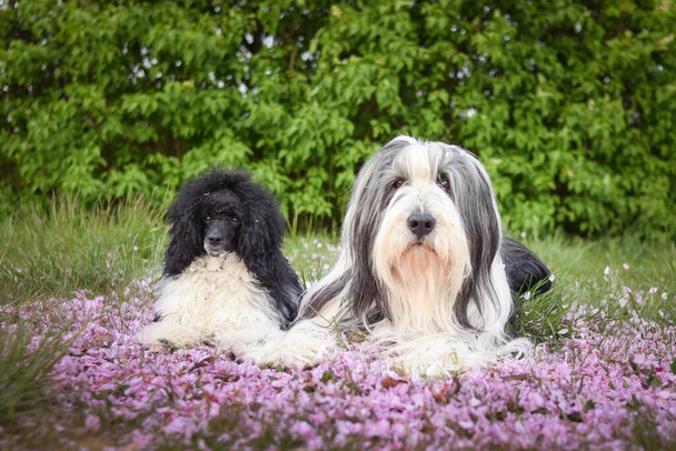 Bärtiger Collie und sein Bruder Pudel in rosa Blütenblättern. Sie lieben Fotoshooting - Foto, Bild