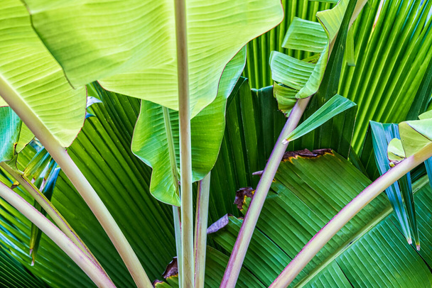Tropical banana leaf texture, large palm foliage nature bright green background - Foto, afbeelding