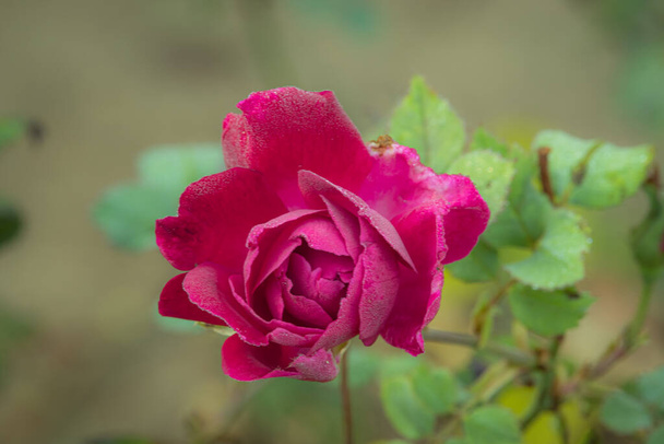 Взимку квітка рожевої троянди розквітла росою і вінтажним фоном
 - Фото, зображення