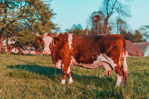 Duża czerwona krowa przywiązana do smyczy pasła się na ukraińskich polach. Hodowla krów na wsi. - Zdjęcie, obraz