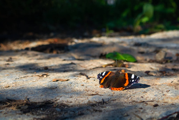 Butterfly on the ground in focus - Foto, imagen