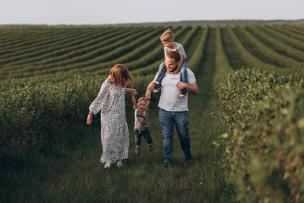 Padre, madre y dos hijos pequeños caminan en un campo verde de verano cerca de las grosellas al atardecer
 - Foto, Imagen