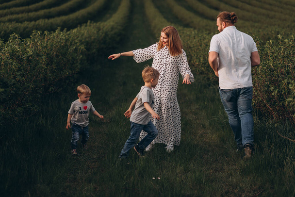 Isä, äiti ja kaksi pientä poikaa kävelevät kesäisellä vihreällä pellolla lähellä herukoita auringonlaskun aikaan. - Valokuva, kuva
