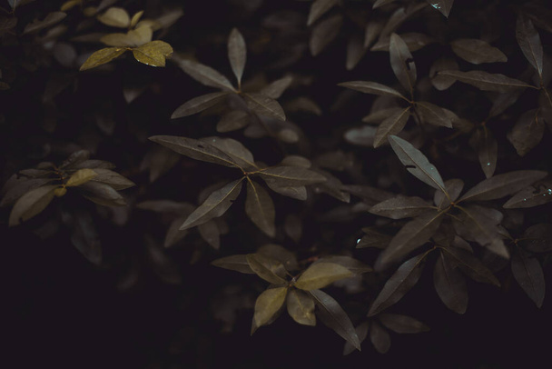 Long dark green leaves background. Concept of seasonal sadness in the autumn - 写真・画像