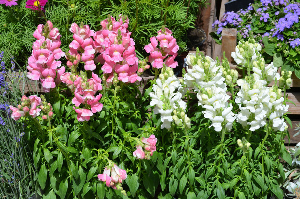 Белый и розовый дракон цветы или Snapdragons или Антиринум в солнечном саду весной, природный фон
 - Фото, изображение