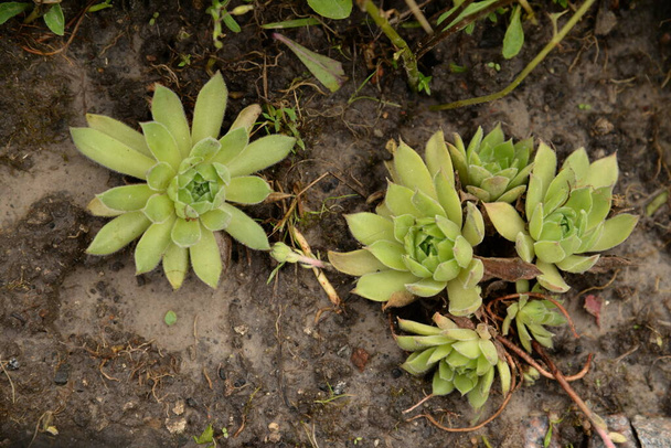 Planta joven (Latin Sempervivum)  - Foto, imagen