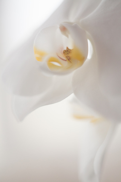 Orchid - Foto, Bild