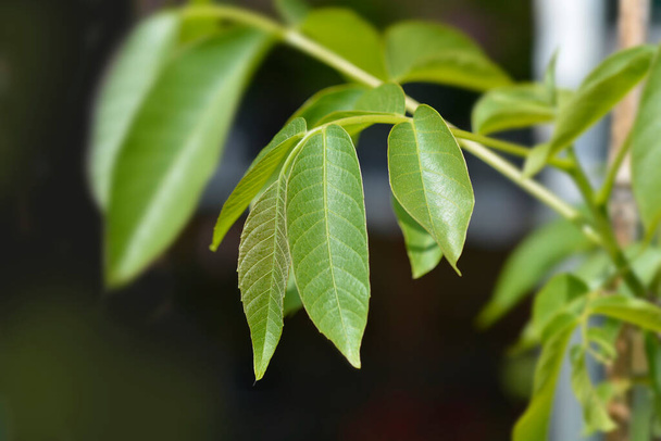 Common walnut leaves - Latin name - Juglans regia - Foto, afbeelding