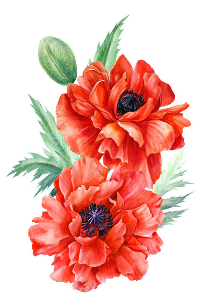 ramo de flores, amapolas rojas sobre un fondo blanco, dibujo a mano, dibujo de acuarela
 - Foto, Imagen