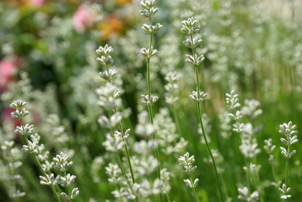 White lavender in the summer garden - Foto, imagen