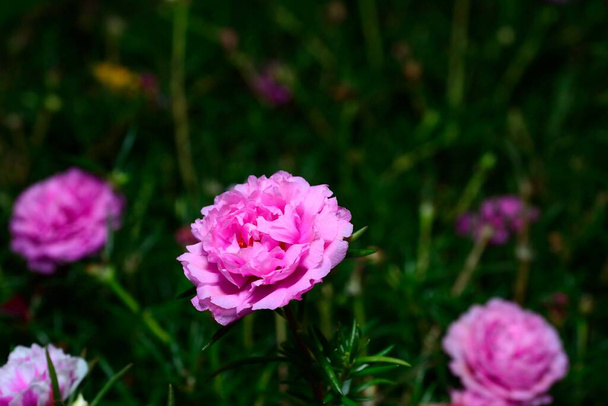 Розовые цветы Purslane или Moss с естественным размытым фоном
. - Фото, изображение