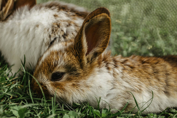 母親が草を食べている小さなウサギ。新生児の動物や両親。食べ物を求めて面白い愛らしい赤ちゃんウサギかわいいウサギが閉じます. - 写真・画像