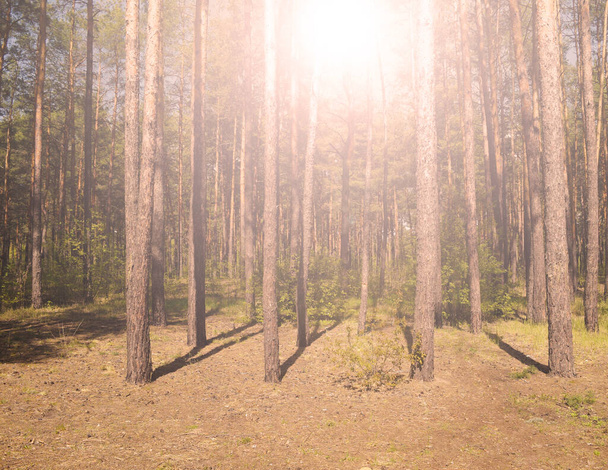 Jasné slunce svítí nad borovicemi v lese - Fotografie, Obrázek