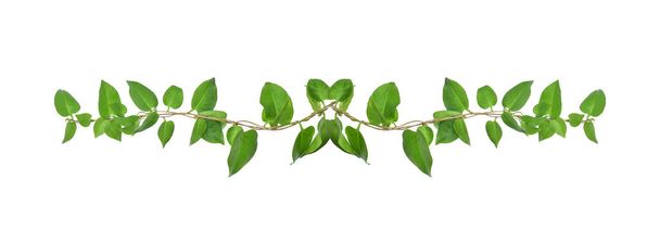 Floral Desaign. Selva retorcida liana con hojas verdes en forma de corazón aisladas sobre fondo blanco, camino de recorte incluido
. - Foto, imagen