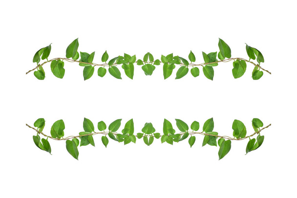 Desaign floral. Videira da selva torcida planta liana com folhas verdes em forma de coração isolado no fundo branco, caminho de recorte incluído
. - Foto, Imagem