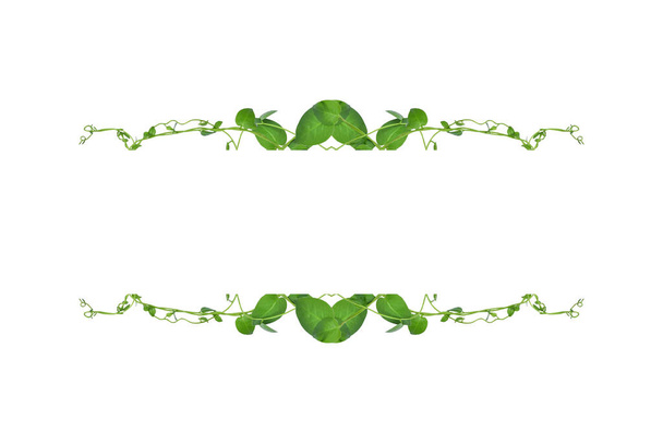 Floral Desaign. Selva retorcida liana con hojas verdes en forma de corazón aisladas sobre fondo blanco, camino de recorte incluido
. - Foto, imagen