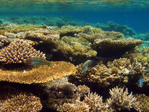 Όμορφοι κοραλλιογενείς ύφαλοι της Ερυθράς Θάλασσας. - Φωτογραφία, εικόνα