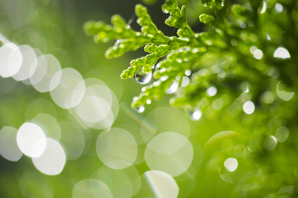 свіжі, зелені вранці
 - Фото, зображення