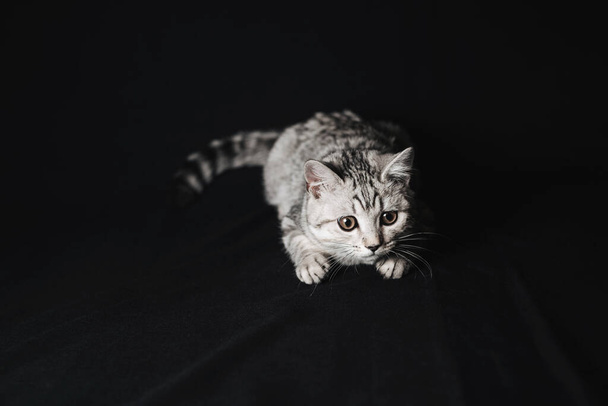 scottish straight cat lying on a black background - Photo, Image