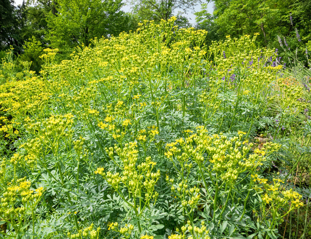 Żółte kwiaty grobowców Ruta znany również jako ruty zwyczajnej lub zioła łaski. Wiele małych żółtych kwiatków na polu. - Zdjęcie, obraz