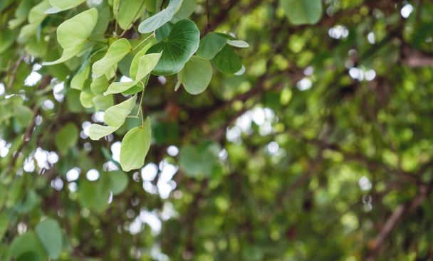 Chongkho lub fioletowe drzewo storczyk w ogrodzie zielone liście tło - Zdjęcie, obraz