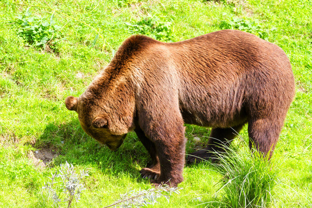 Een bruine beer in een dierentuin in Bern, Zwitserland. Bruine beren zijn het symbool van de stad - Foto, afbeelding