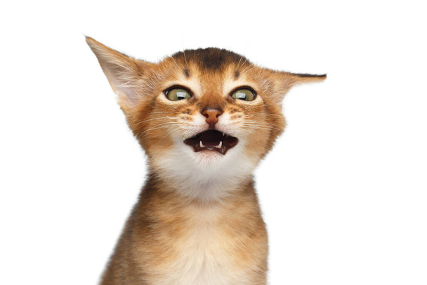 Portrait of Stupid Abyssinian Kitty on Isolated White Background, making faces - 写真・画像