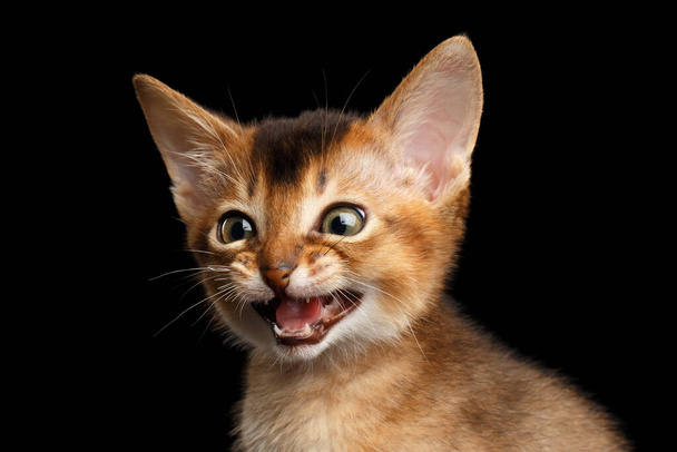 Amazement Abyssinian Kitty open mouth and eyes in surprise on Isolated Black Background - 写真・画像