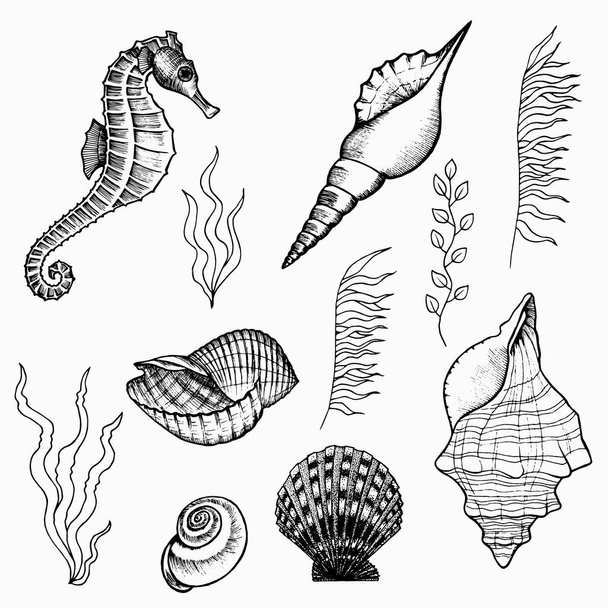 Flora and fauna of the seabed set. Underwater world of the ocean, hand drawn doodle outline. Seaweed, seahorse, shells for logo, icon, tattoo. Stock vector illustration isolated on white background. - Vektor, Bild