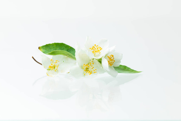 Flowers and leaves of jasmine with reflection in a background - Φωτογραφία, εικόνα