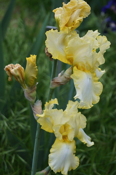 Iris bianchi con sfumature gialle in un giardino a Firenze - Foto, immagini