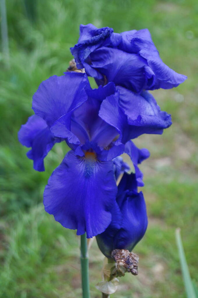 Iris blu in un giardino a Firenze - Foto, immagini