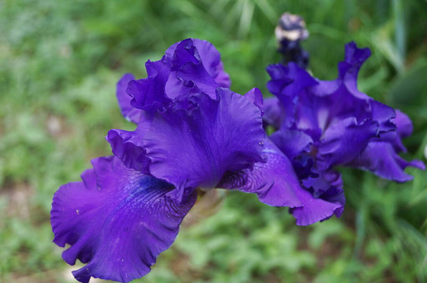 Iris viola con ombra blu in un giardino a Firenze - Foto, immagini