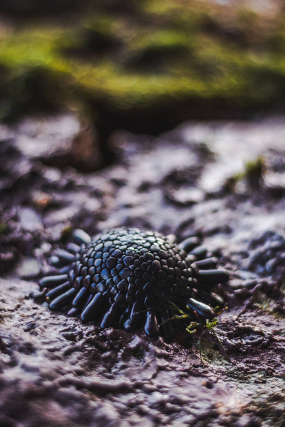 Sea urchin on rock. Sea urchin macro. Marine life at coral reef and its ecosystem in a indonesian archipelag - Photo, Image
