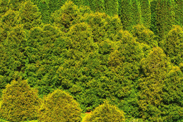 Thuja forest abstract background. View from the top - Foto, immagini