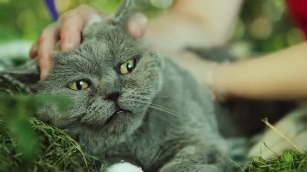 Las manos de una mujer curando una mejilla herida de un gato británico al aire libre en el día de verano de cerca. El gato fue herido en peleas con otros gatos
 - Imágenes, Vídeo
