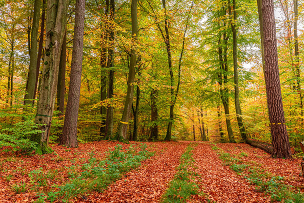 Wonderful and colorful autumn in the forest, Poland - Foto, imagen