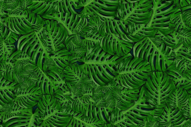 αφηρημένα τροπικά φύλλα τροπικού δάσους - Φωτογραφία, εικόνα
