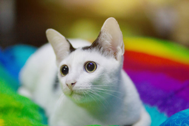 Kotek Biały kot siedzi i cieszyć się na kolorowe Poduszki  - Zdjęcie, obraz