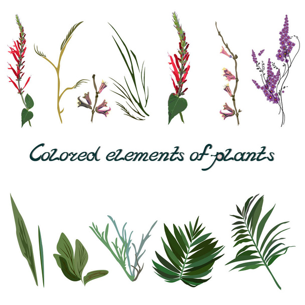 Soubor obrazů barevných prvků rostlin na bílém pozadí. Vektor s izolovanými botanickými fragmenty listů, stonků, pupenů a ručně psaného textu - Vektor, obrázek