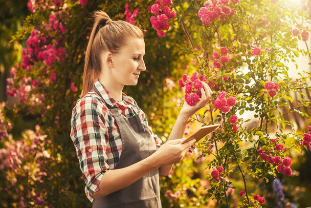 woman agronomist makes quality control breeding of new varieties of roses - Valokuva, kuva