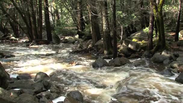 Rivière entre la forêt - Séquence, vidéo
