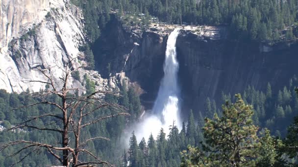 Big waterfall behind a death tree - Footage, Video